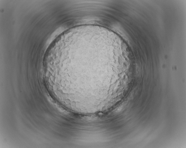 X0000071940994200607281939