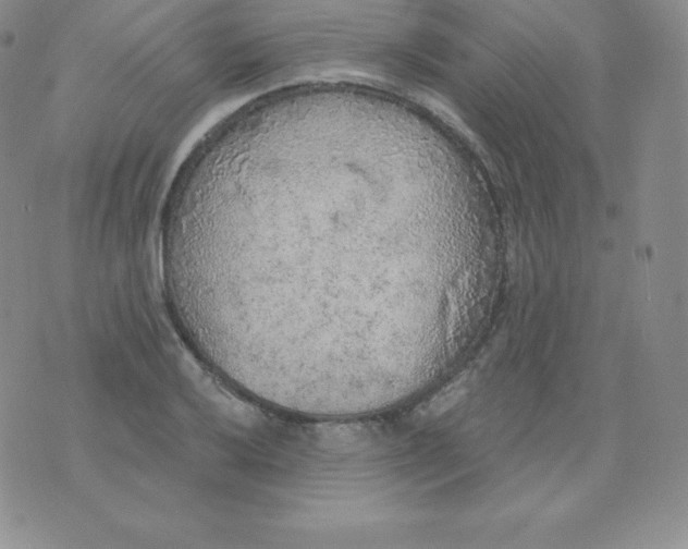 X0000071941032200607281938