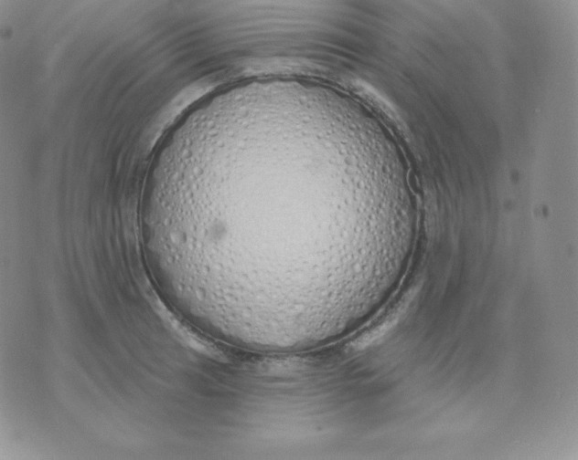 X0000071941041200607281938