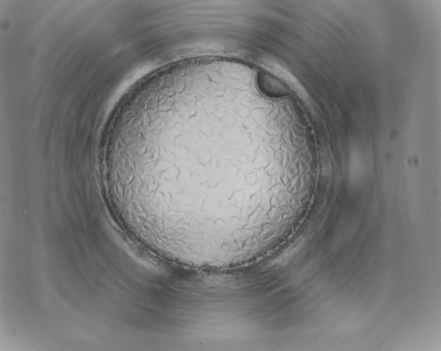 X0000071941043200607281938