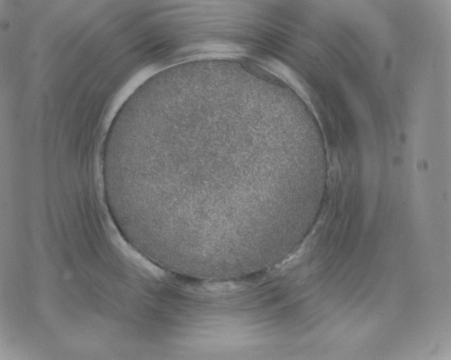 X0000071941243200607281935