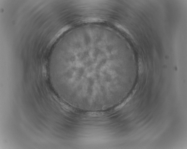 X0000071941305200607281933