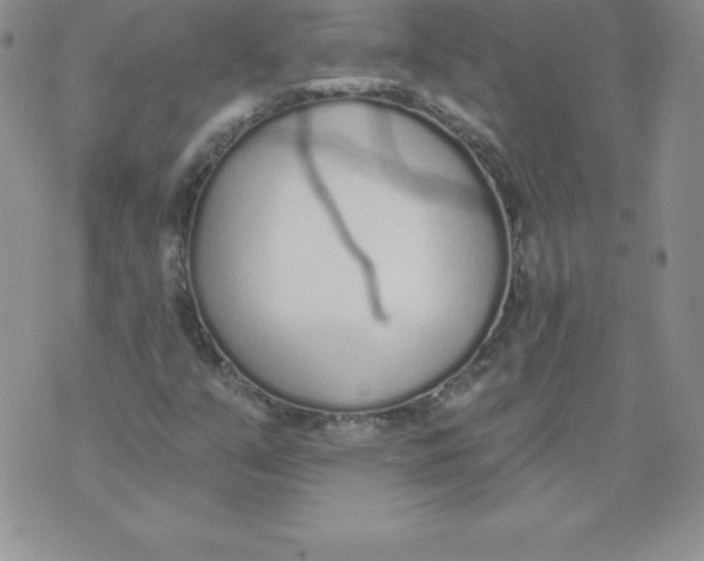 X0000071941351200607281933