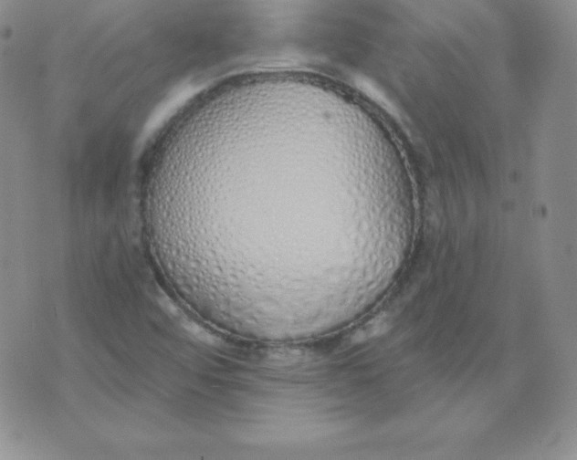 X0000071941456200607281931