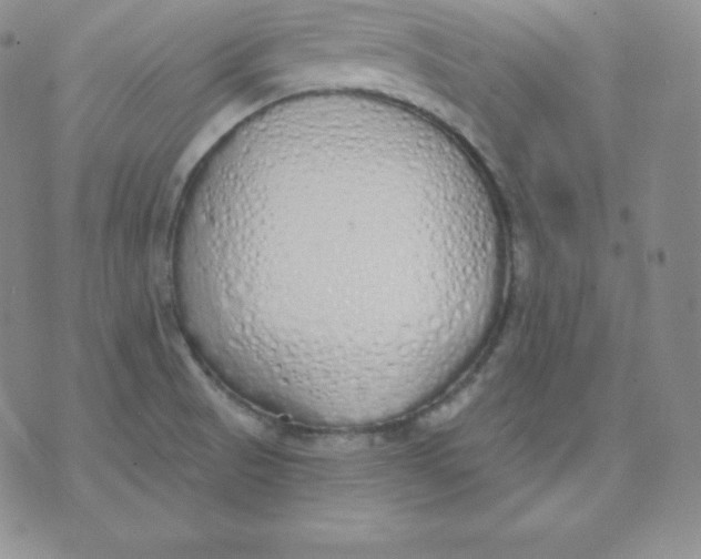 X0000071941521200607281931