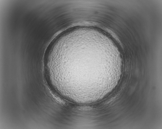 X0000071940837200608041525