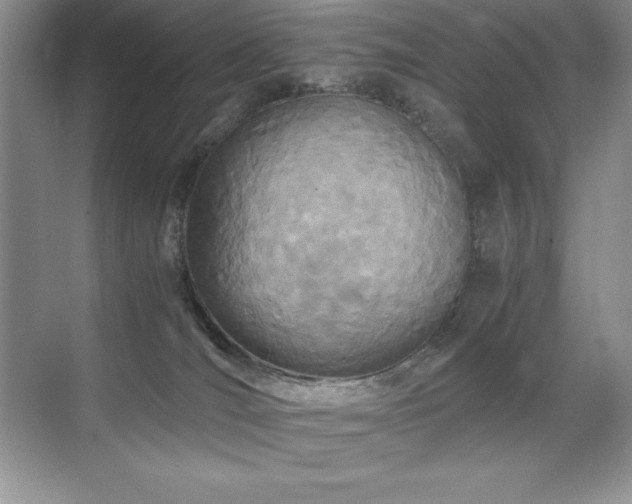 X0000071950036200607071221