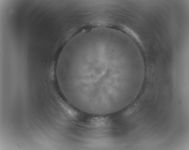 X0000071950065200607071221