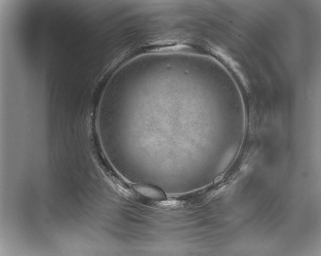 X0000071950153200607071219