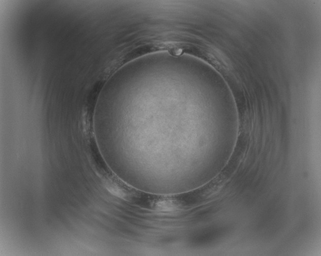 X0000071950173200607071219