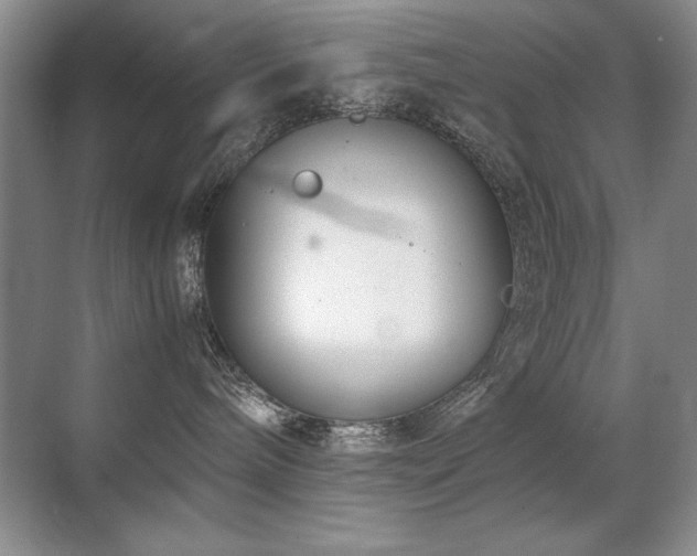 X0000071950240200607071218