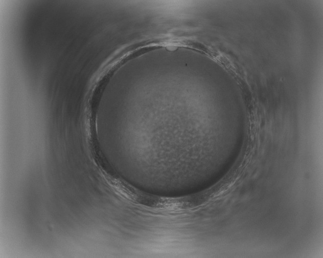 X0000071950295200607071217