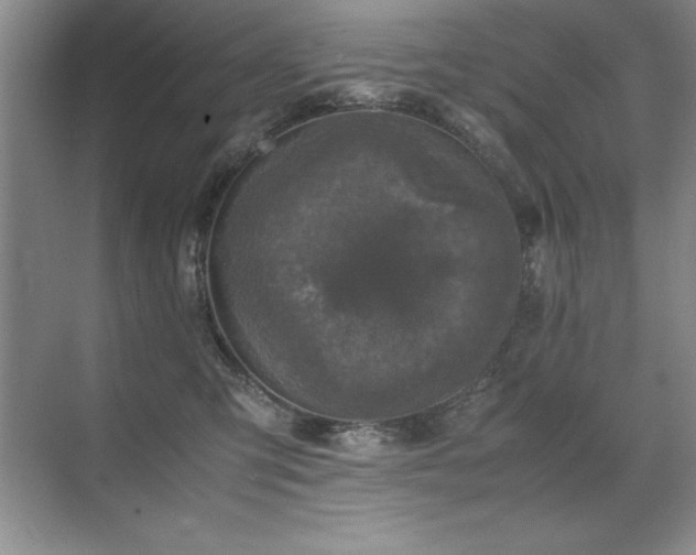 X0000071950423200607071215