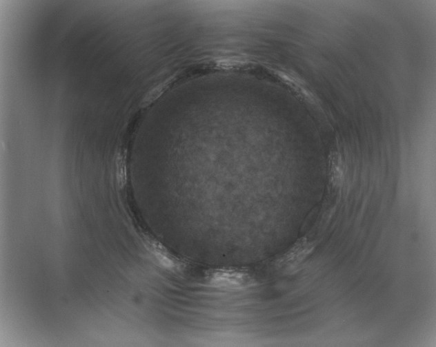 X0000071950471200607071215