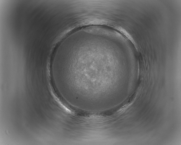 X0000071950581200607071212