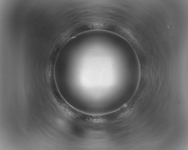 X0000071950645200607071211