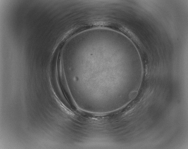 X0000071950725200607071209