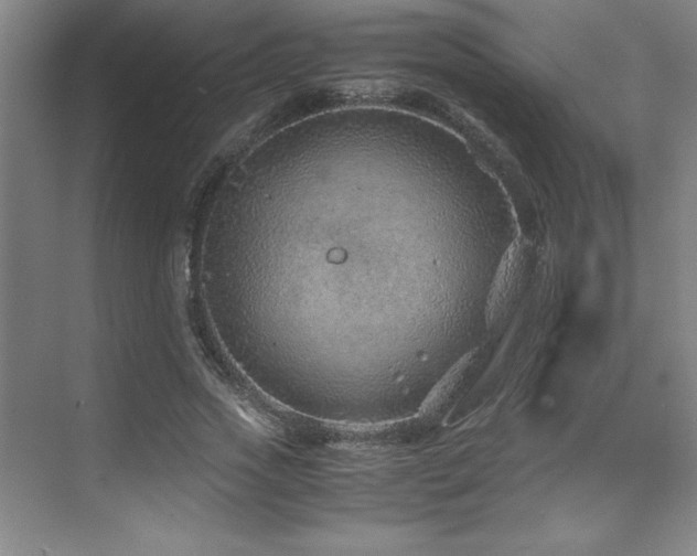 X0000071950733200607071209