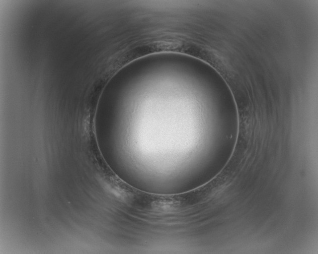 X0000071950745200607071209