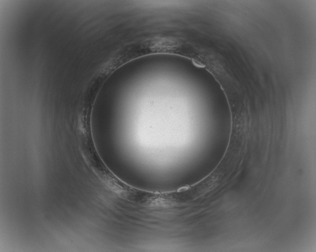 X0000071950755200607071210