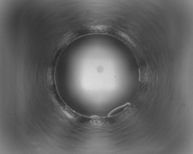 X0000071950764200607071210