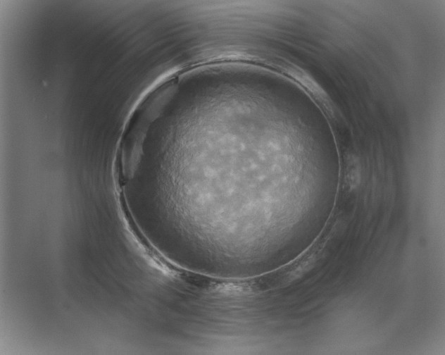 X0000071950806200607071208