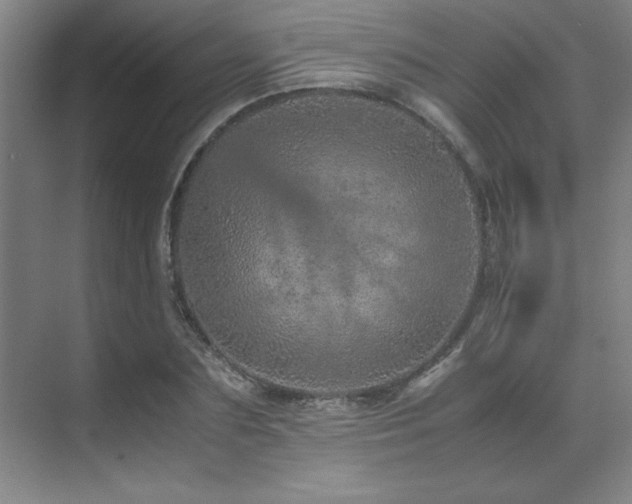 X0000071950883200607071207