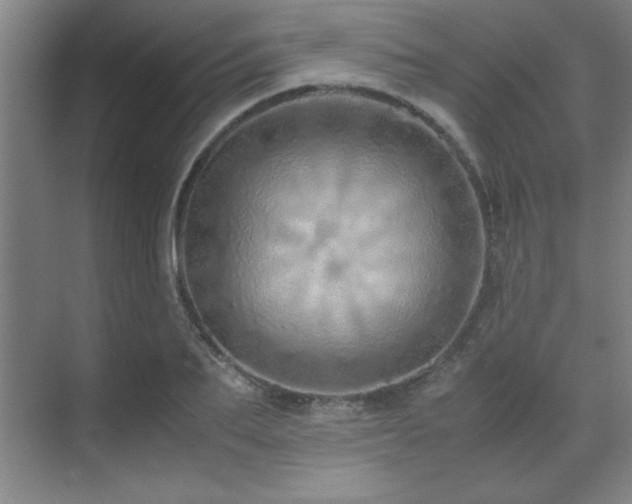 X0000071950887200607071207