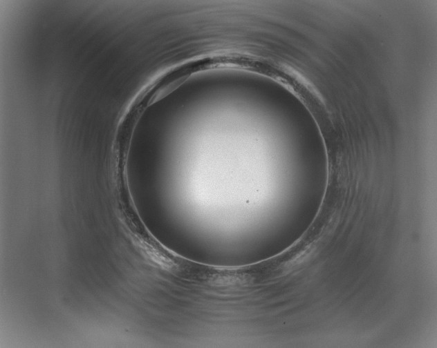 X0000071951021200607071204