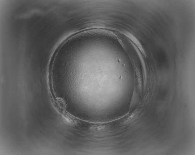 X0000071951051200607071205