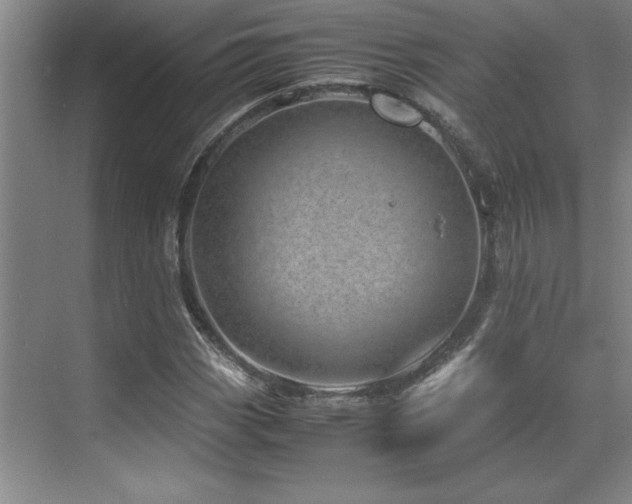 X0000071951113200607071203