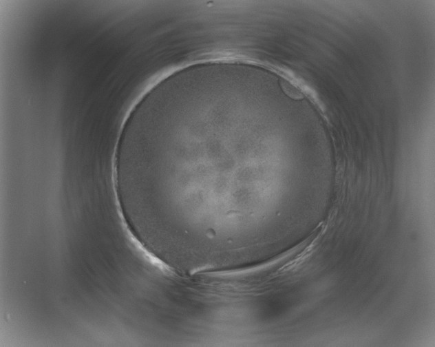 X0000071951239200607071202