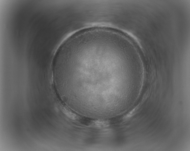 X0000071951271200607071200