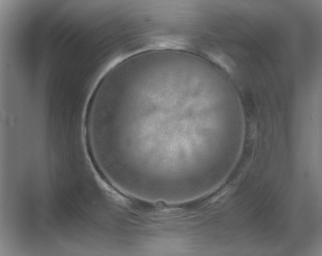 X0000071951471200607071157