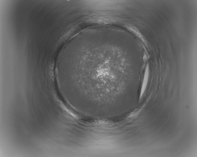 X0000071950585200607212229