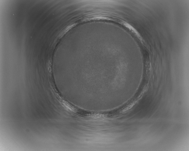 X0000071950785200607212225