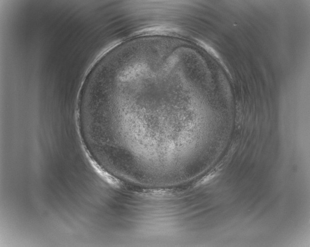 X0000071951042200607212221