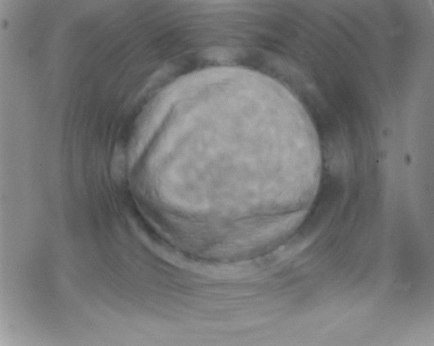 X0000071950036200607282019