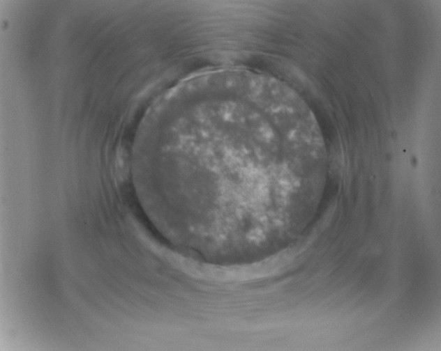 X0000071950043200607282019