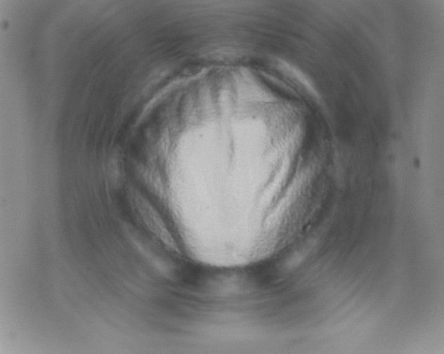 X0000071950065200607282018