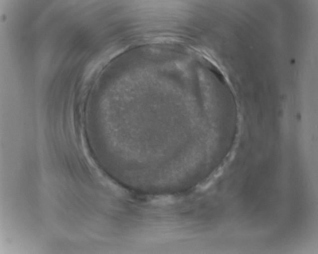 X0000071950097200607282018