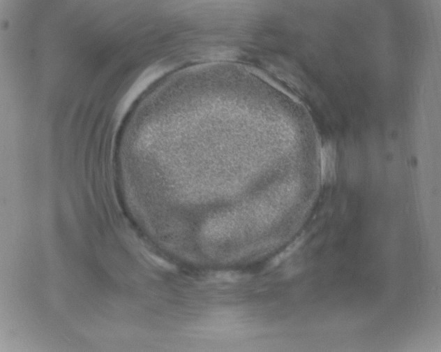 X0000071950195200607282017