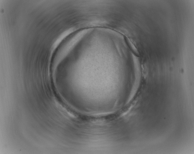 X0000071950196200607282017