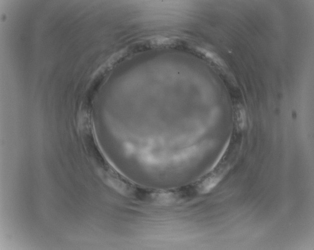 X0000071950419200607282013