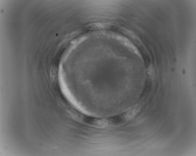 X0000071950423200607282013