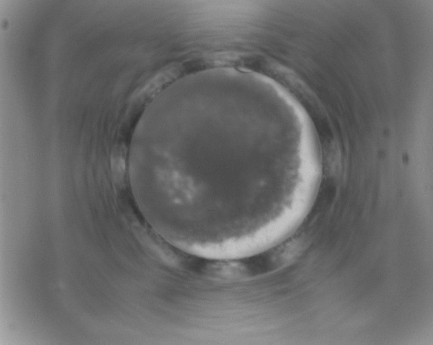 X0000071950427200607282013