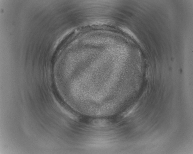 X0000071950444200607282012