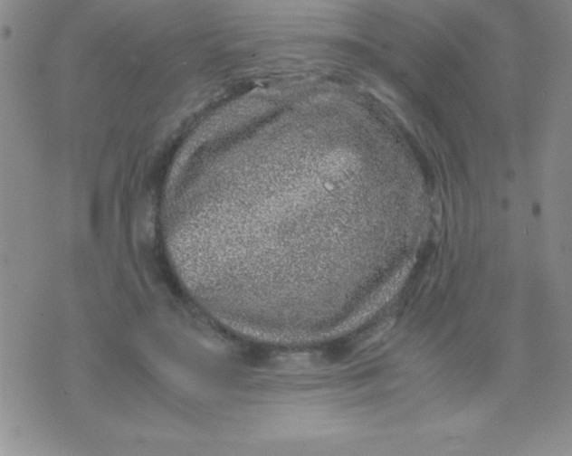 X0000071950499200607282012