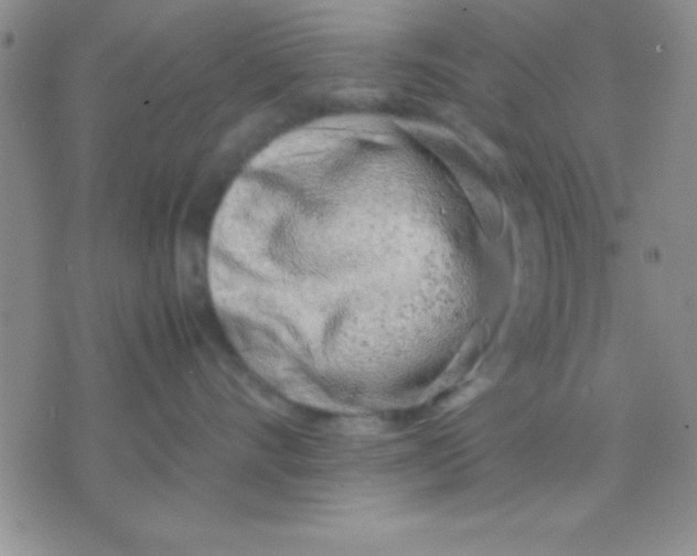 X0000071950528200607282011