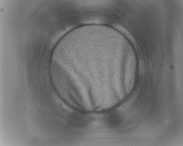 X0000071950529200607282010